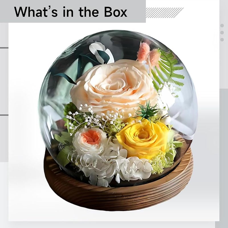 قبة زهرة الورد الشمبانيا المجففة يدويًا مع قاعدة خشبية هدية لعيد الحب والتخرج - Image 5